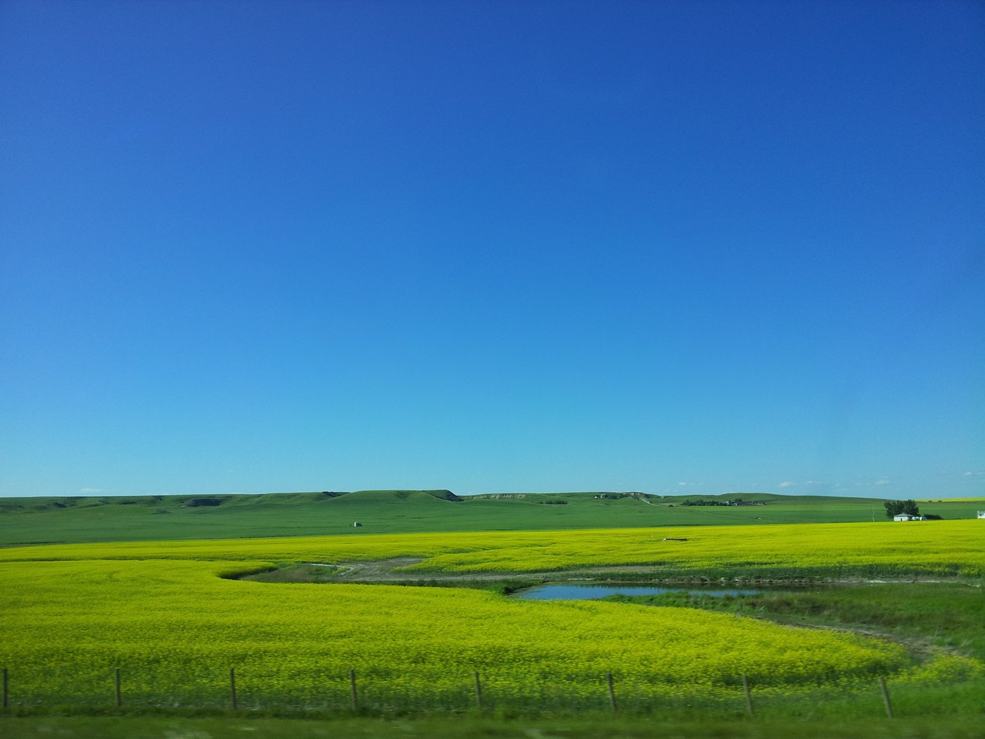 Canola fields in bloom running to the horizon across Alberta prairie hills